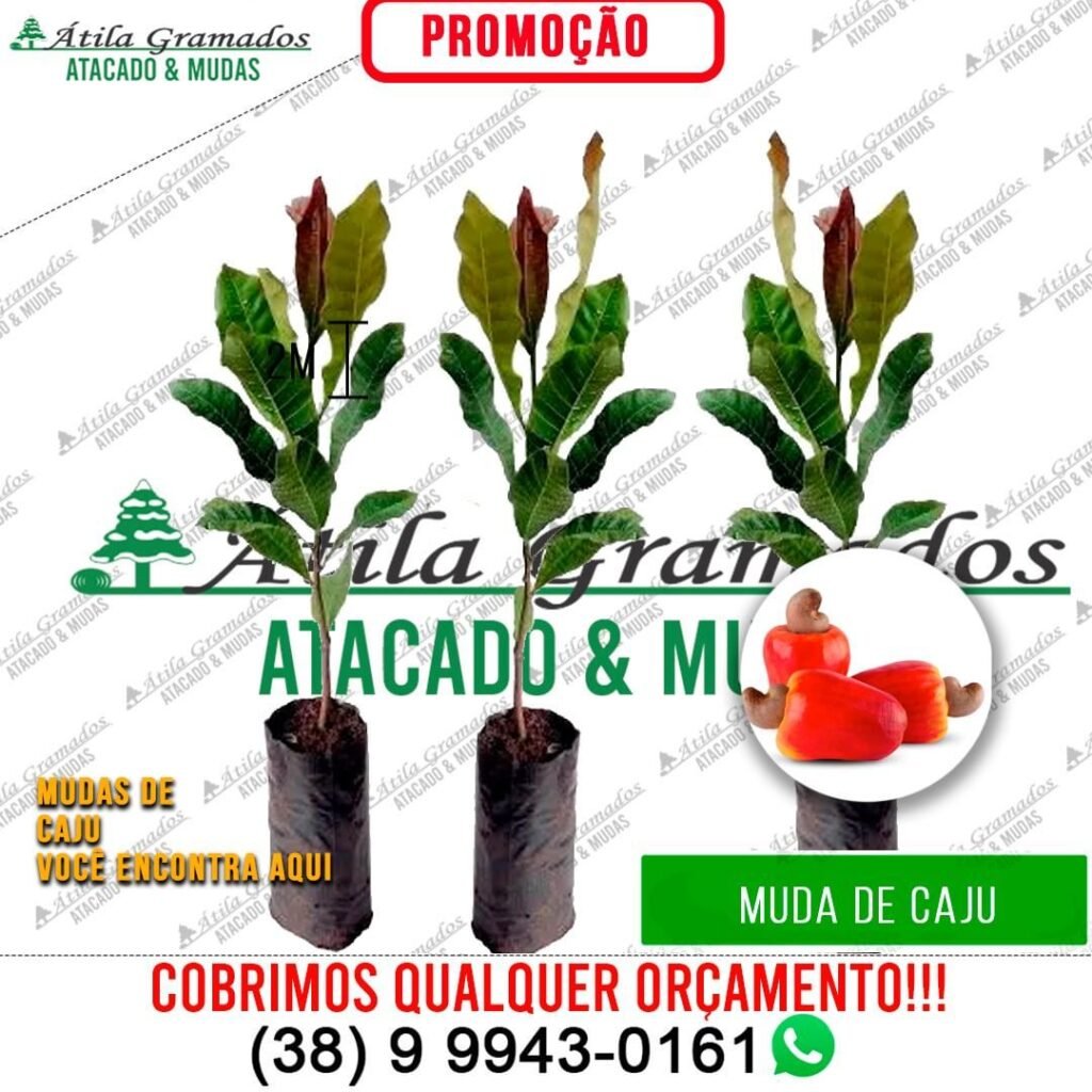 MUDA DE CAJU