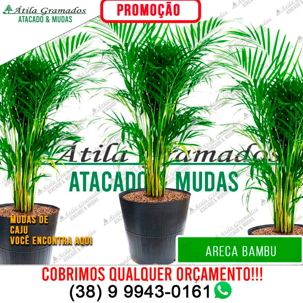 ARECA BAMBU