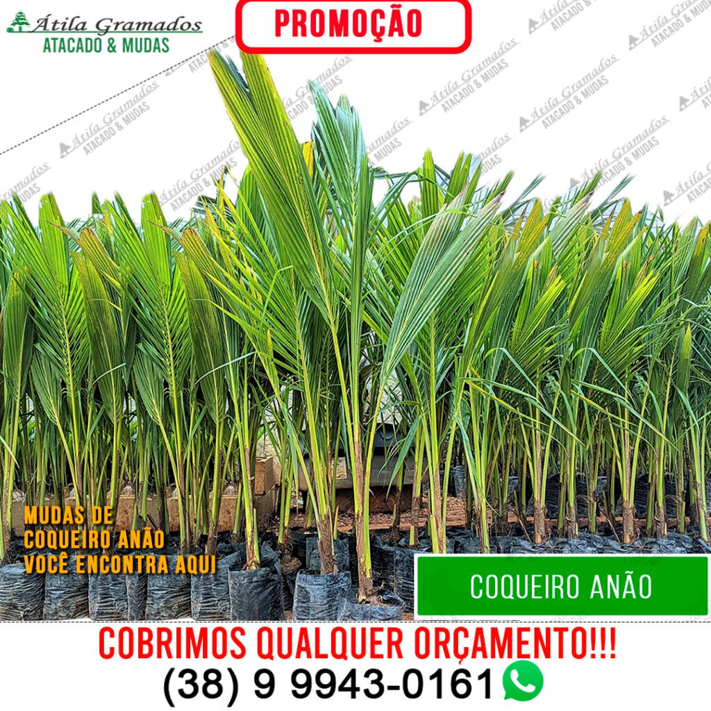 COQUEIRO ANÃO