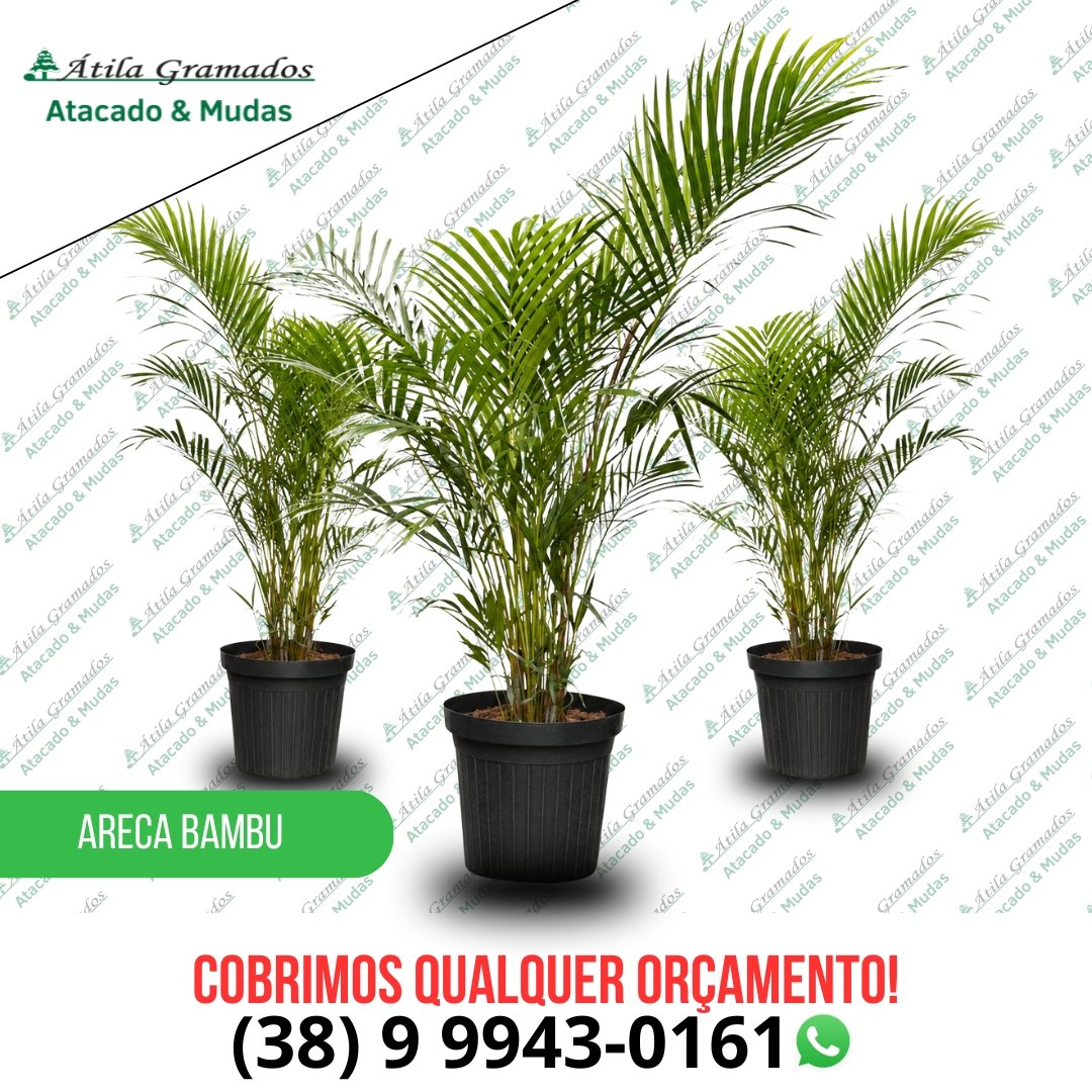 Areca Bambu