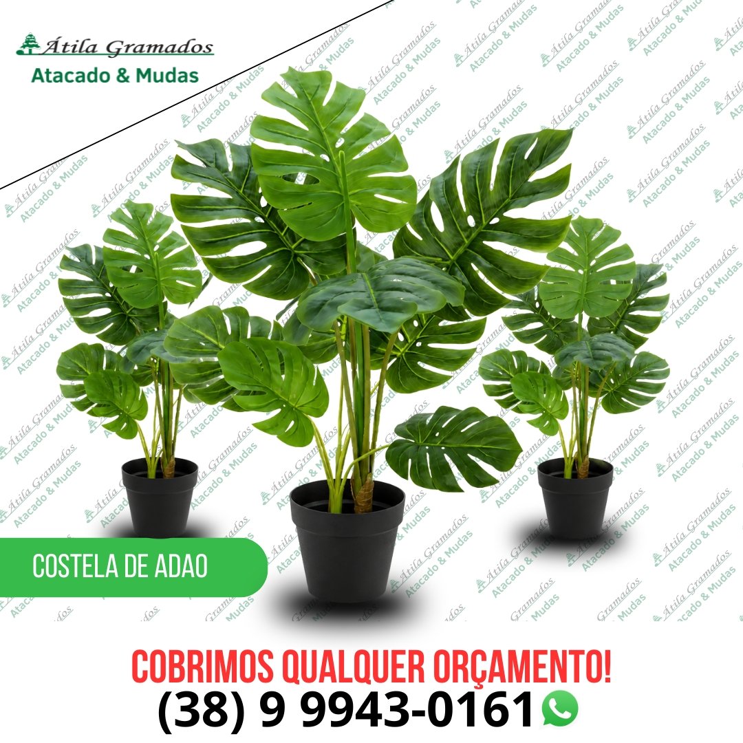 Costela de Adão