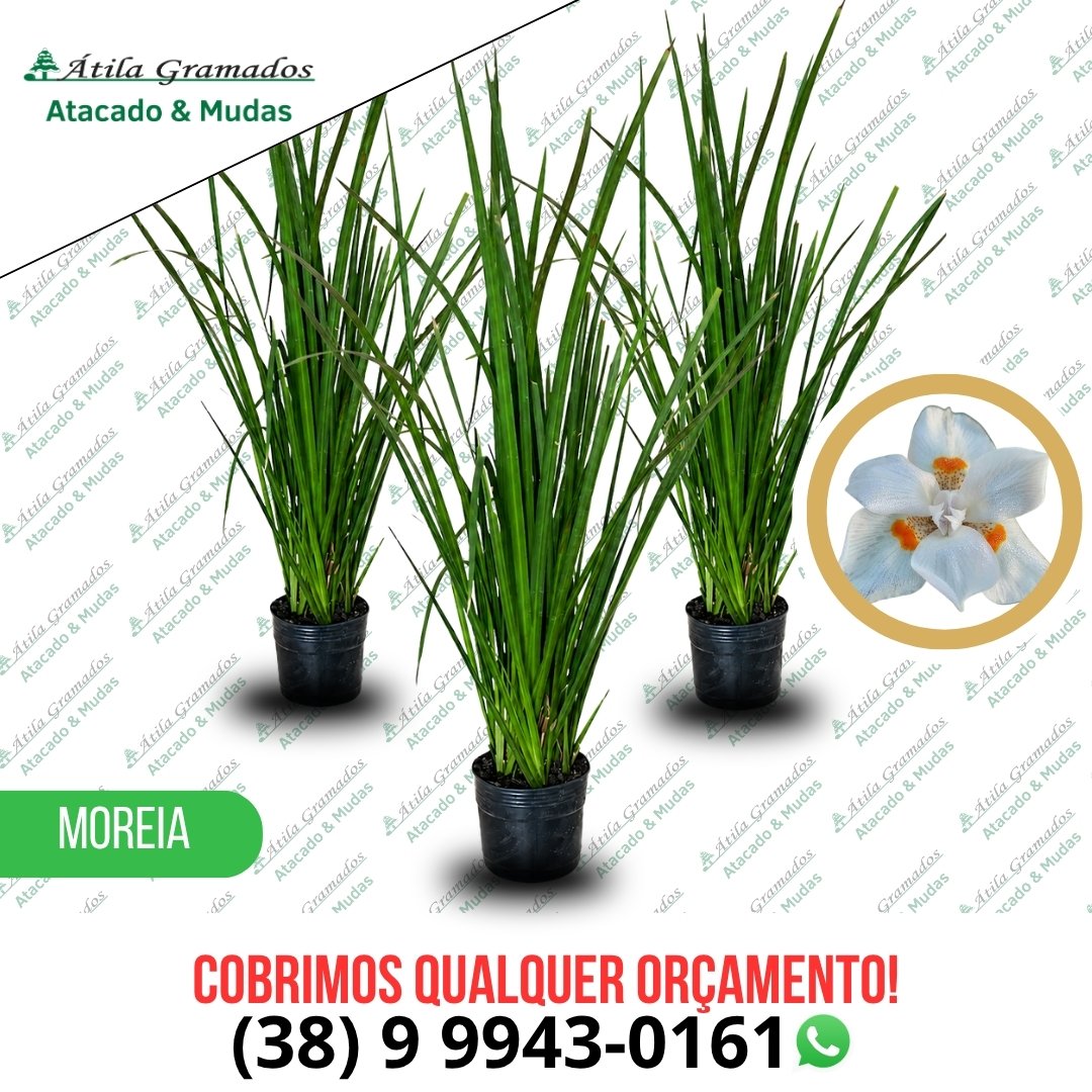 Moreia