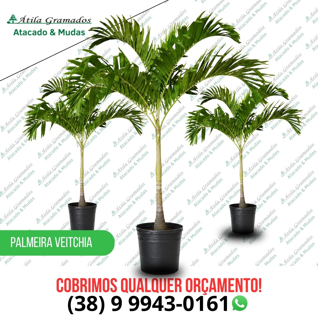 Palmeira Vetchia