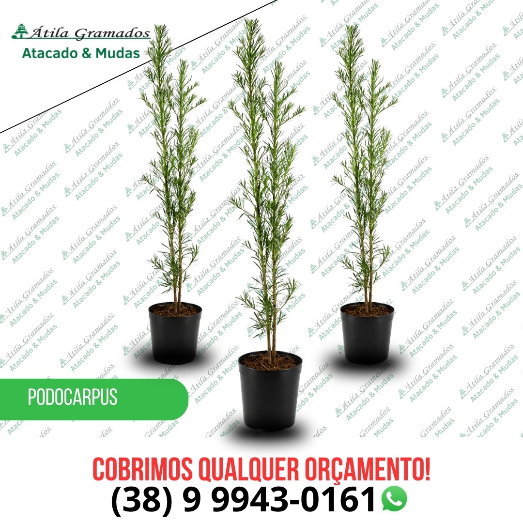 Podocarpo